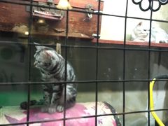 -猫咪博物馆(顶澳仔猫街店)