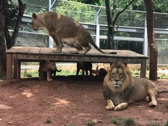 -昆明动物园