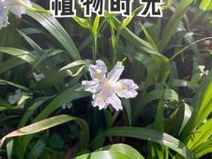 -秋霞圃