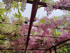 -嘉定紫藤园