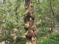 -封龙山风景区