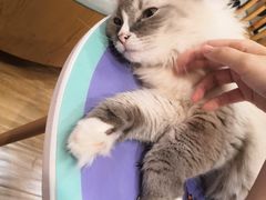 -滚猫咖啡·猫咖·猫友好撸猫(未来城店)