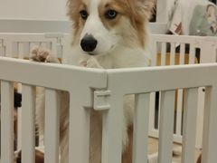 -有喵·猫咖·狗咖·30几只猫10只小狗(岗厦店)