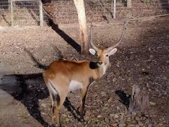 -清迈夜间动物园