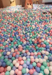 -卡通尼·Safari非洲探索乐园·生日会(金桥国际商业广场店)