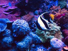 -西雅图水族馆