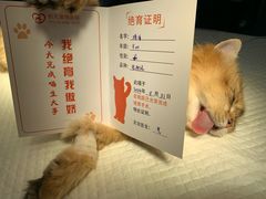 -创凡宠物医院·骨专科  猫科中心(西乡分院)