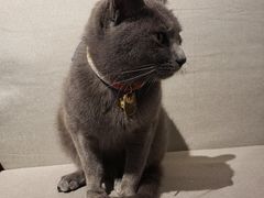 -喵屿·大理花园猫咖