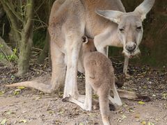 -泉州海丝野生动物世界