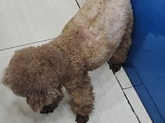 -全心全意连锁动物医院·微创中心·内科急重症·心脏专科(丰管路店)