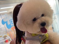 -帕帕拉兹宠物(亚洲旗舰店)