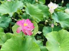 -贵阳市花溪国家城市湿地公园