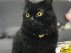 -创凡宠物医院·骨专科  猫科中心(西乡分院)