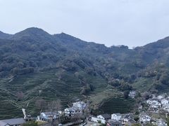 -十八棵（老龙井）御茶园(老龙井店)