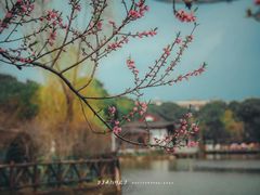 -南汇桃花村