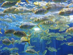 -海合安成都极地海洋公园
