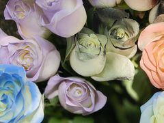 -桂林市花鸟市场