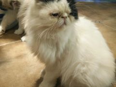 -共舞时光猫咖·狗咖(新街口店)