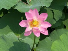 -莲池书院博物馆