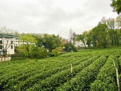 -野蔓果·山野菜(西湖景区·龙井茶田店)