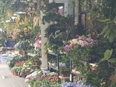 -溪岸路花鸟市场