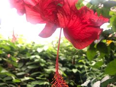 -呀路古热带植物园