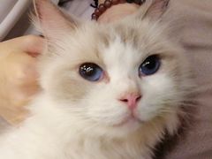 -more than meow吴止猫主题餐厅(承德 中船汇店)