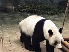 -深圳野生动物园