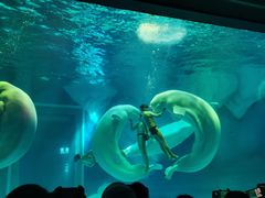 -上海海昌海洋公园-冰山北极馆