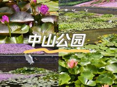 -中山公园
