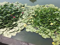 -前关湿地公园