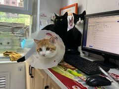 -天使宠物医院·犬猫分诊(彩虹店)