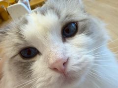 -有喵·猫咖·狗咖·30几只猫10只小狗(岗厦店)