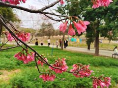 -天适樱花悠乐园