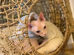 -猫腻·猫咖·撸猫馆(星光大道店)
