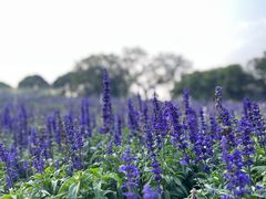 -松山湖梦幻百花洲
