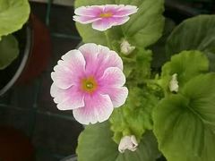 -三圣花乡旅游区