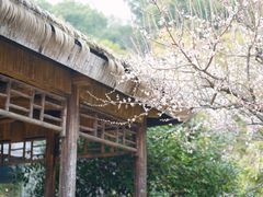 -苏州上方山国家森林公园