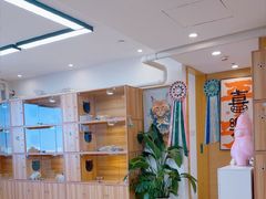 -猫十亿·布偶金渐层·曼基康矮脚猫舍(青年路店)