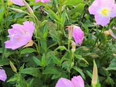 -洋湖国家湿地公园