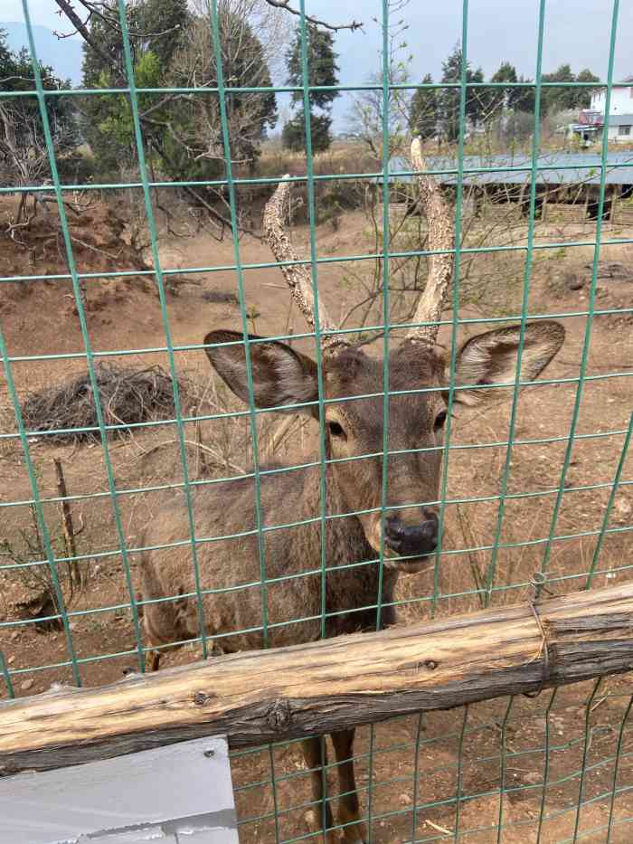 丽江孝尊木梨庄园-"丽江很舒服的地方,适合带孩子周末好去处.