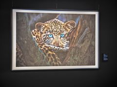 -罗红摄影艺术馆