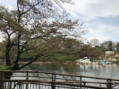 -井之头恩赐公园