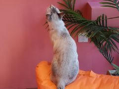 -藏猫猫咖啡主题馆(中央大道店)