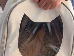 -乐派堂宠物医院·猫友好· 心脏科(东街店)