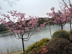 -新江湾城公园