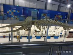 -上海海洋大学鱼文化博物馆(军工路校区)