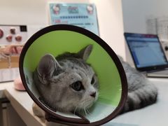 -御宝贝·A梦猫科宠物医院(国际猫友好医院)