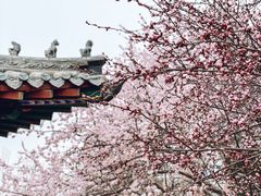 -桃花堤公园