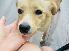 -吴淞老街砂锅馄饨(北兴路店)